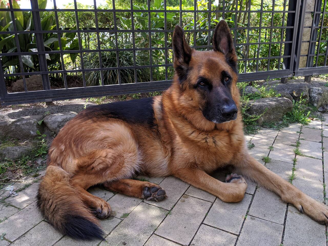 本日限定 ドイツのシェパード犬の噛みつき遊びのためのloviver若い犬の腕の袖のシェパード訓練ツール Agenda Renoveresthetic Com