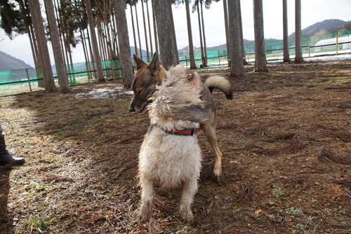 LINE_ALBUM_20220218　京北DOGPARK_220219_36