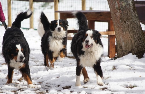 LINE_ALBUM_20220218　京北DOGPARK_220219_81