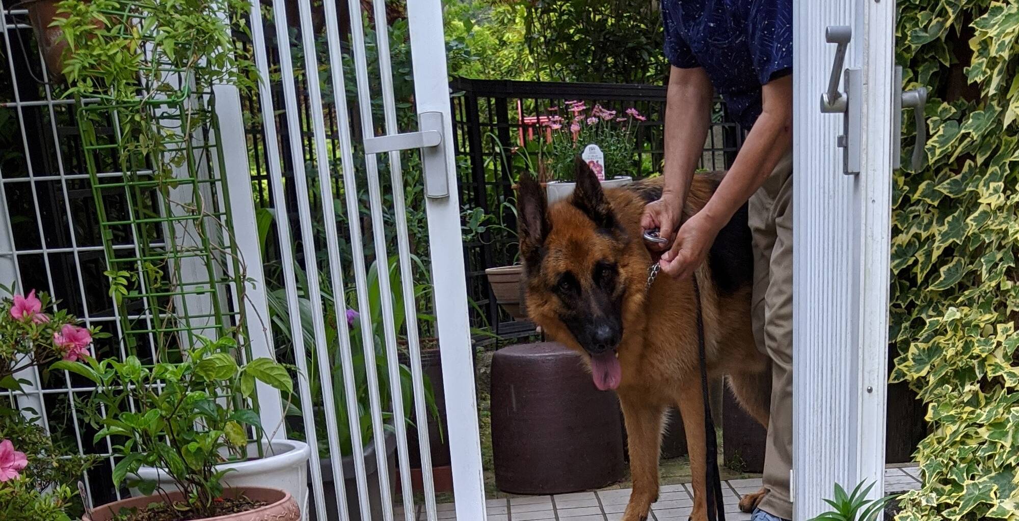 だるまさんが転んだ ジャーマンシェパード3代目 遊 との日々