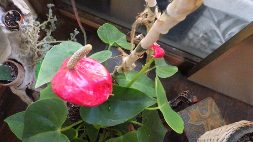 RIMG0972