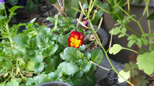 RIMG5854