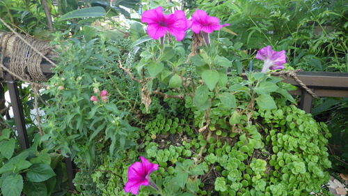 RIMG0907