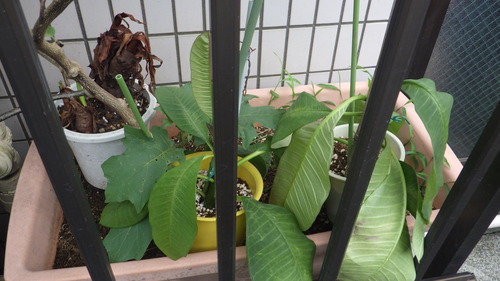 RIMG0692