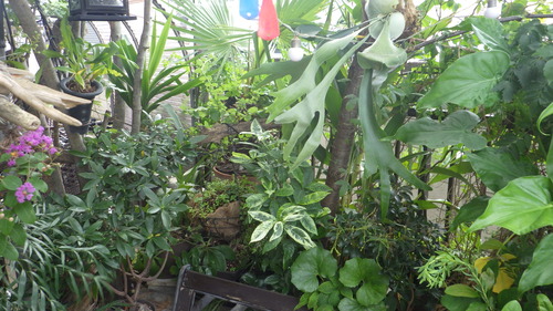 RIMG0685