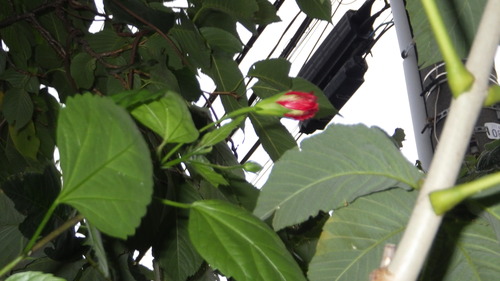 RIMG4326