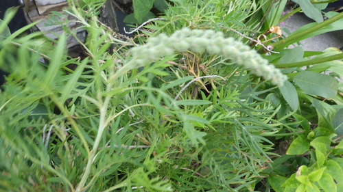 RIMG0697