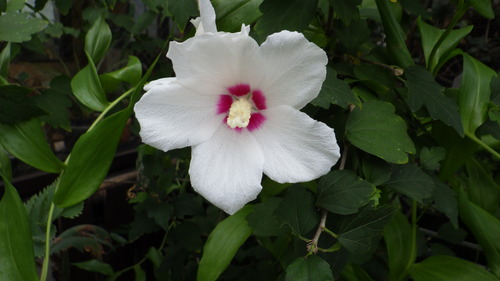 RIMG0754