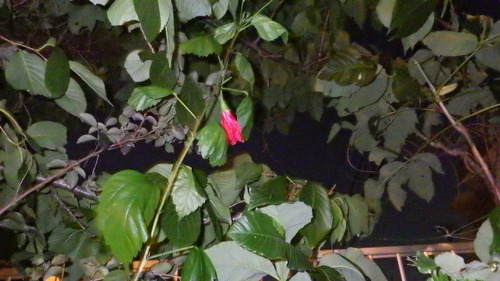 RIMG4264