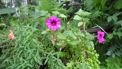 RIMG0757