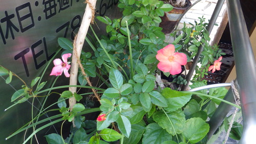 RIMG0974