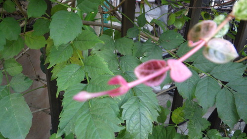 RIMG0909