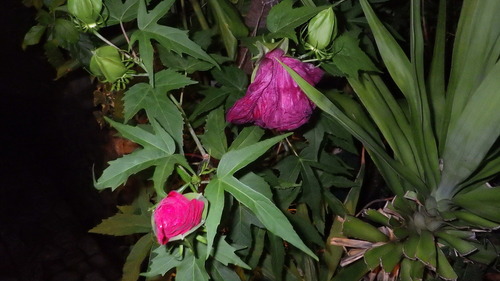 RIMG4265