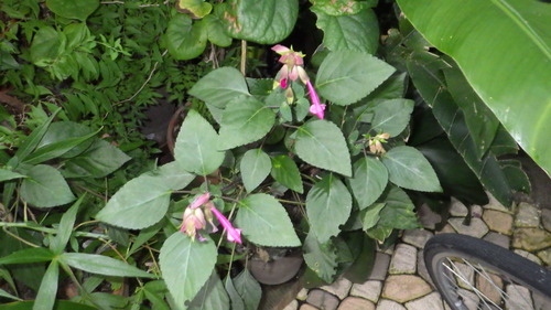RIMG4317