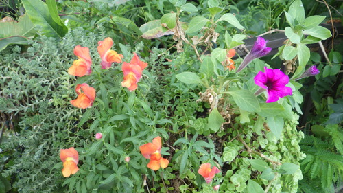 RIMG0696