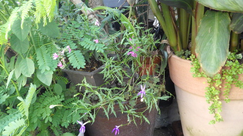 RIMG0910