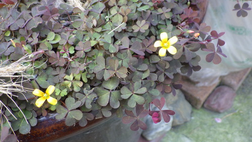RIMG5868