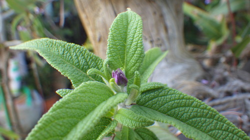 RIMG5862