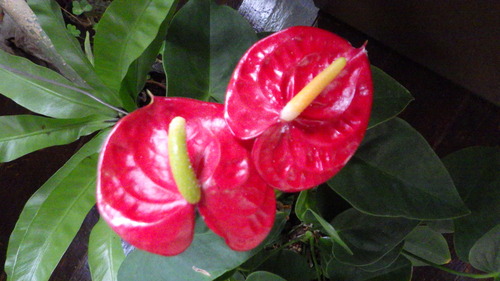 RIMG4392