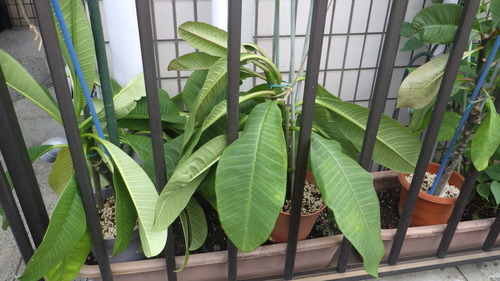 RIMG0691