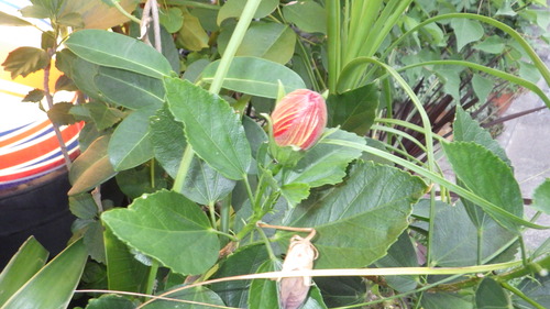 RIMG4313