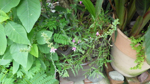 RIMG0753