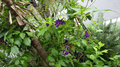 RIMG0756