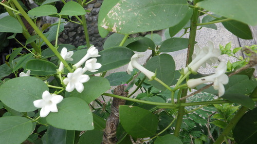 RIMG0808
