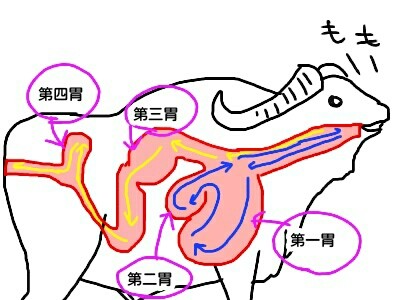 反芻動物の「お腹の中=胃」ってなに?, 反芻動物 単胃 違い – IYOIC