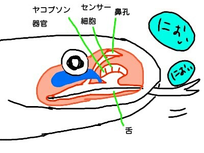 ヘビやトカゲが舌を出すのは 本日も動物三昧 ヘビやトカゲが舌を出すのは 本日も動物三昧
