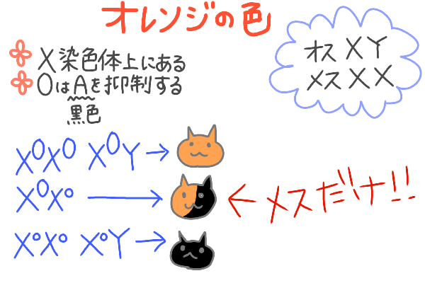 三毛猫の毛色と性別 : 本日も動物三昧!