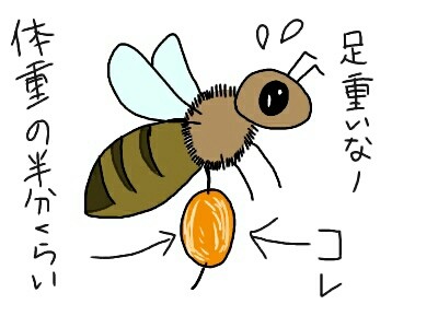 マメルリハって花粉を食べるの 本日も動物三昧 マメルリハって花粉を食べるの 本日も動物三昧