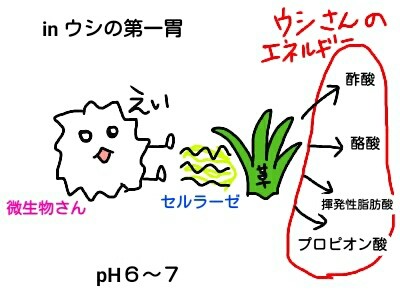 反芻とは Johan Vert