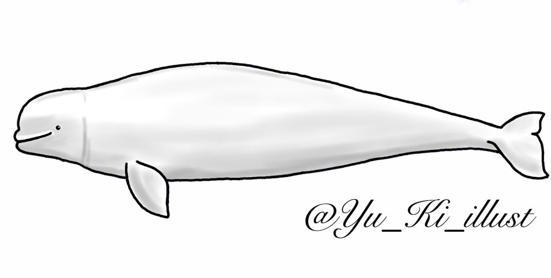 シロイルカ ベルーガ 擬人化 海の生き物 擬人化ノート