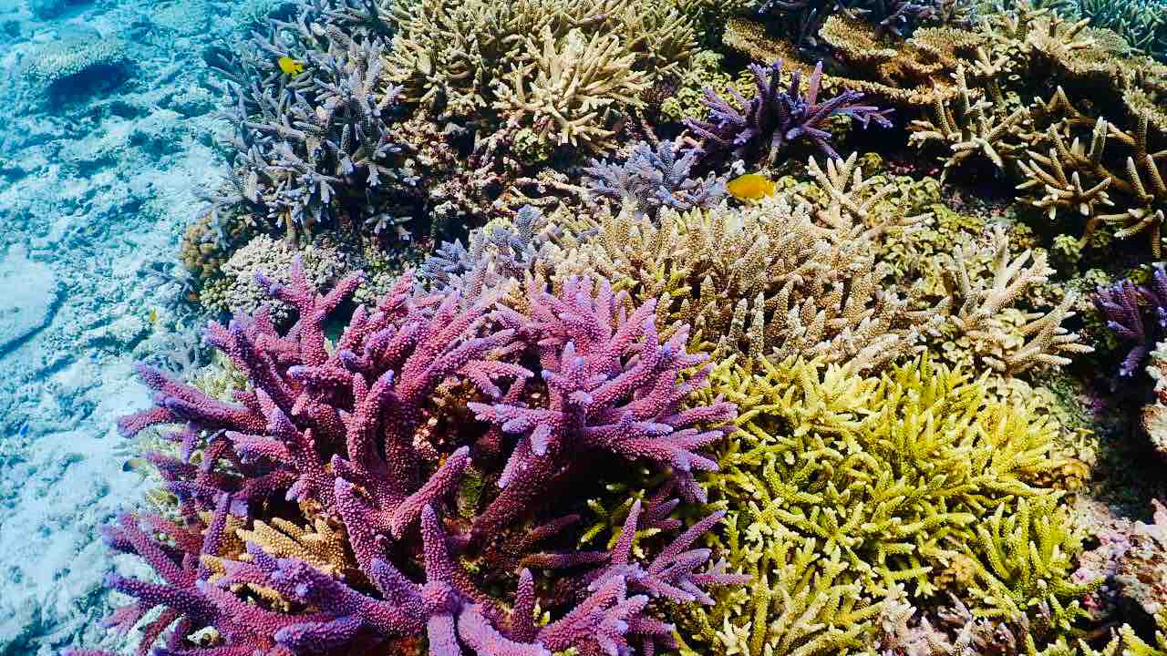 国内最大級のサンゴの楽園 ゆうむつ Seastyle
