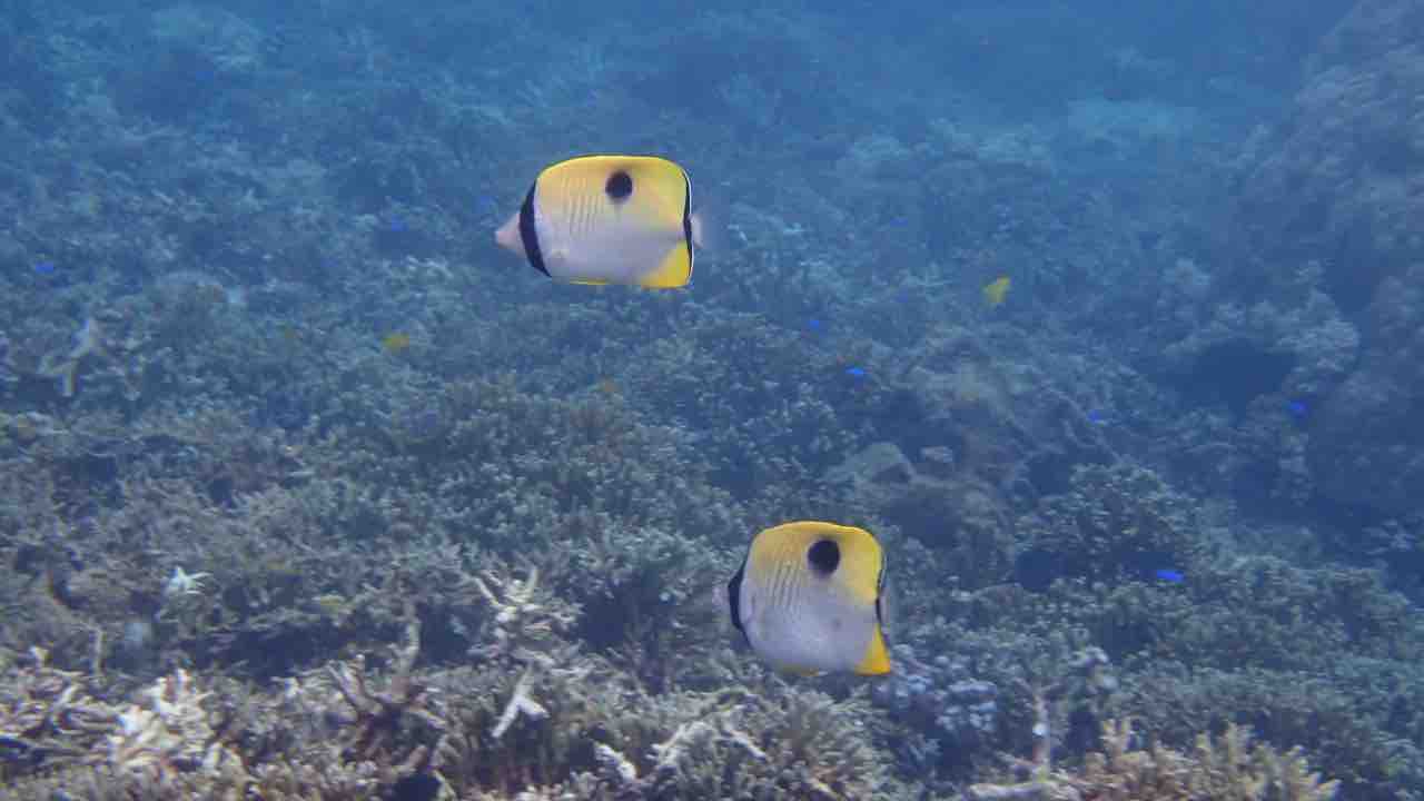 お魚天国な伊良部の海 ゆうむつ Seastyle