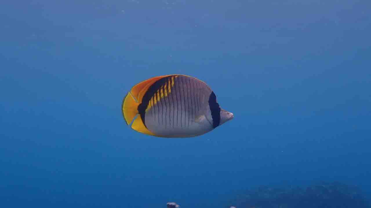 お魚天国な伊良部の海 ゆうむつ Seastyle