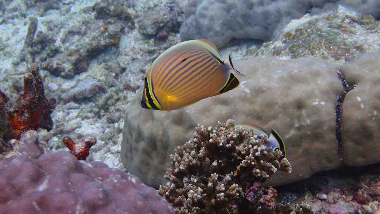 お魚天国な伊良部の海 ゆうむつ Seastyle