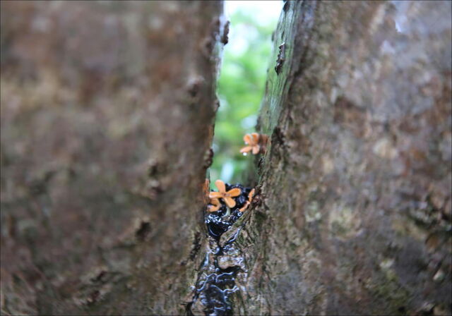 キンモクセイ 金木犀 の二度咲き現象 小路に生きる野草たち
