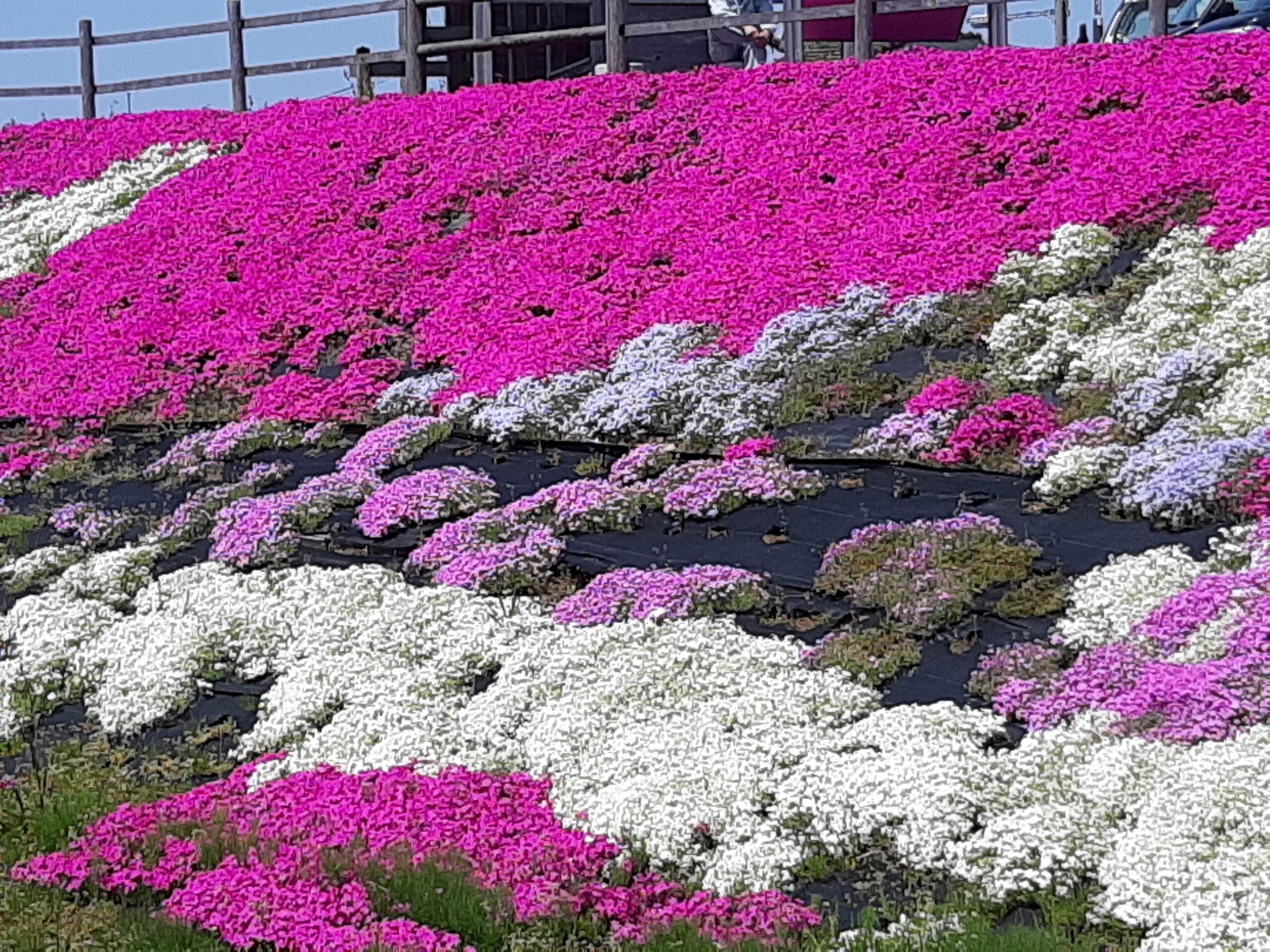 芝桜 小松市中海ロードパーク よしりんの つれづれなるままに
