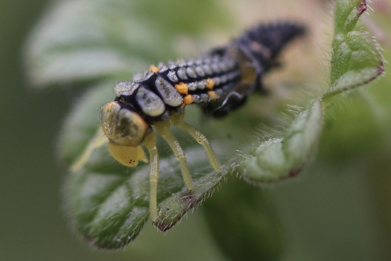 てんとう虫幼虫の脱皮 ゆばにゃんと愉快な仲間たち