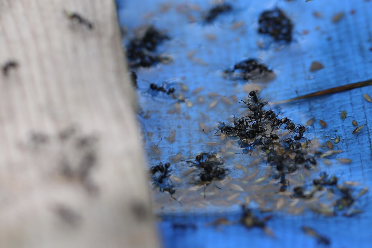 アリ ゆばにゃんと愉快な仲間たち