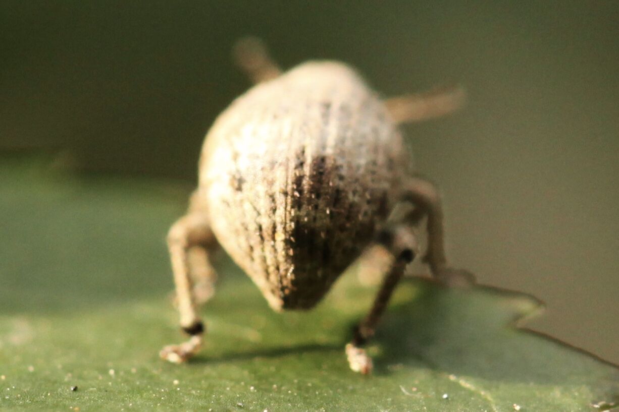 ゾウムシかな ゆばにゃんと愉快な仲間たち