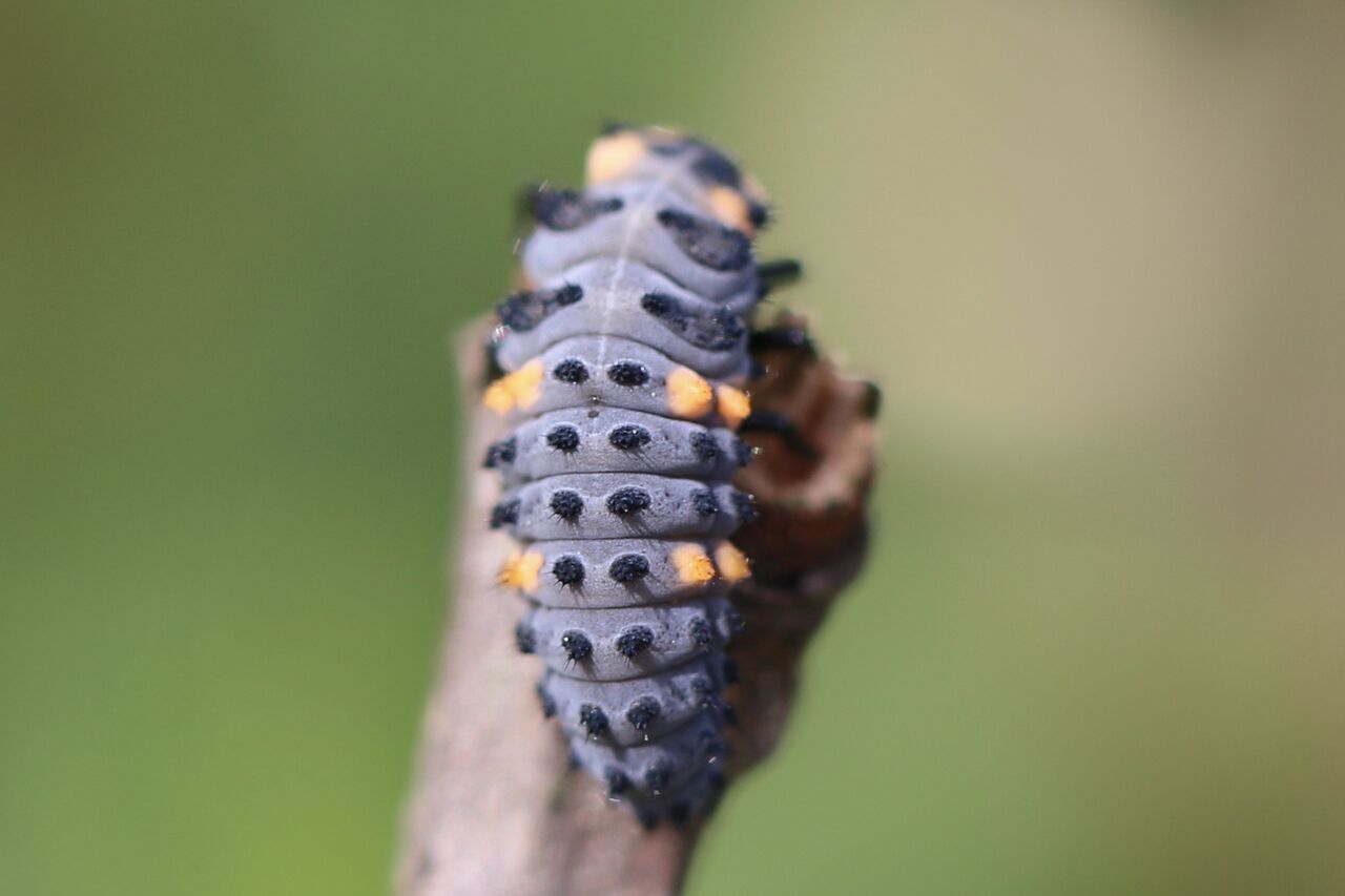 てんとう虫の幼虫 ゆばにゃんと愉快な仲間たち