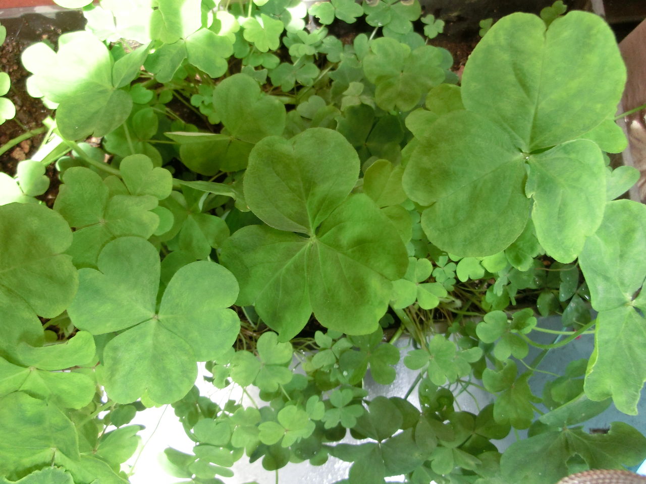 三つ葉クローバー Welcome Yubiai Room