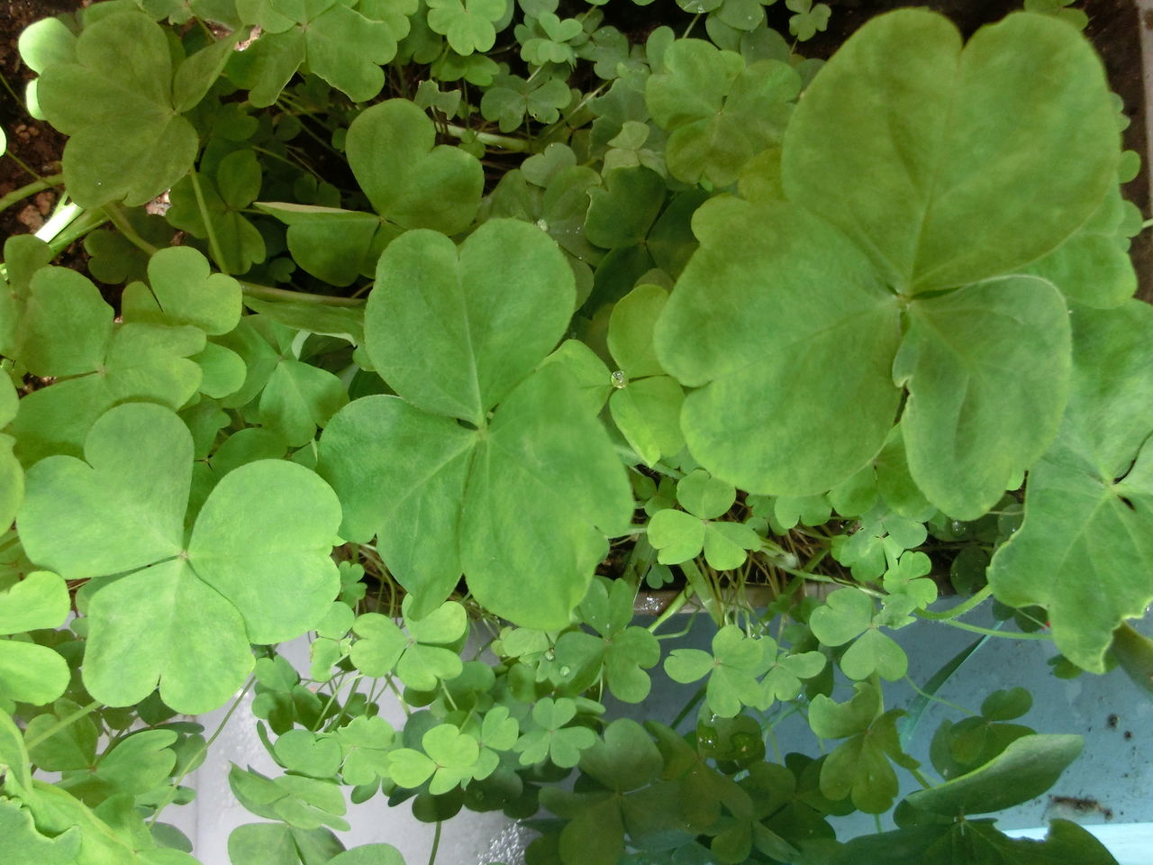 三つ葉クローバー Welcome Yubiai Room