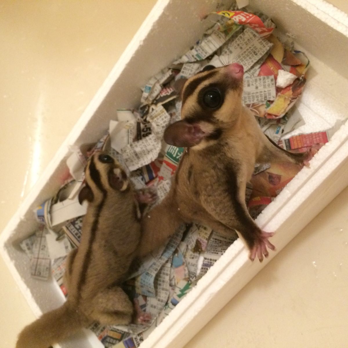 15年07月 Y S Pleasant Day 爬虫類 エキゾチックアニマルblog