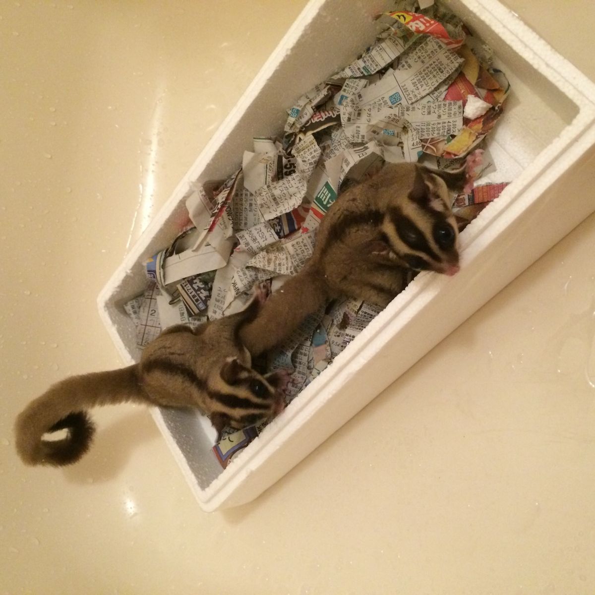 Introduce Foo Moo フクロモモンガ Y S Pleasant Day 爬虫類 エキゾチックアニマルblog