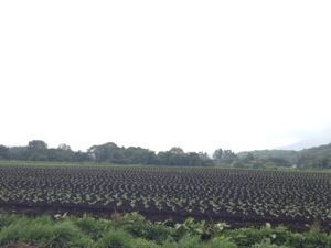 20130804-075658.jpg