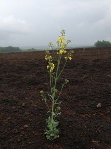 20130611-144712.jpg